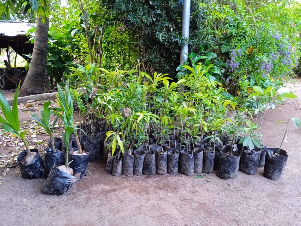 Día del medio Ambiente 