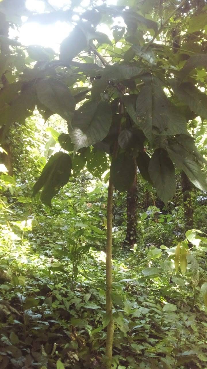 Día del medio Ambiente 